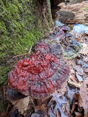 Ganoderma sessile