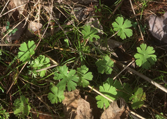 Geranium pusillum