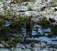 Sturnus vulgaris