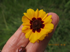 Coreopsis tinctoria