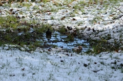 Sturnus vulgaris