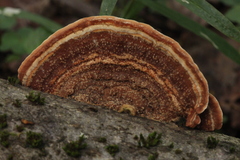 Metuloidea murashkinskyi