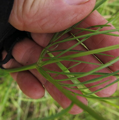 Coreopsis tinctoria