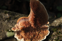 Metuloidea murashkinskyi