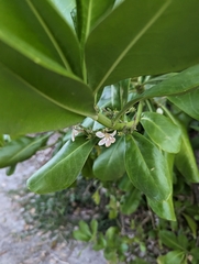Scaevola taccada