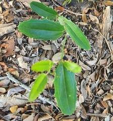 Smilax havanensis