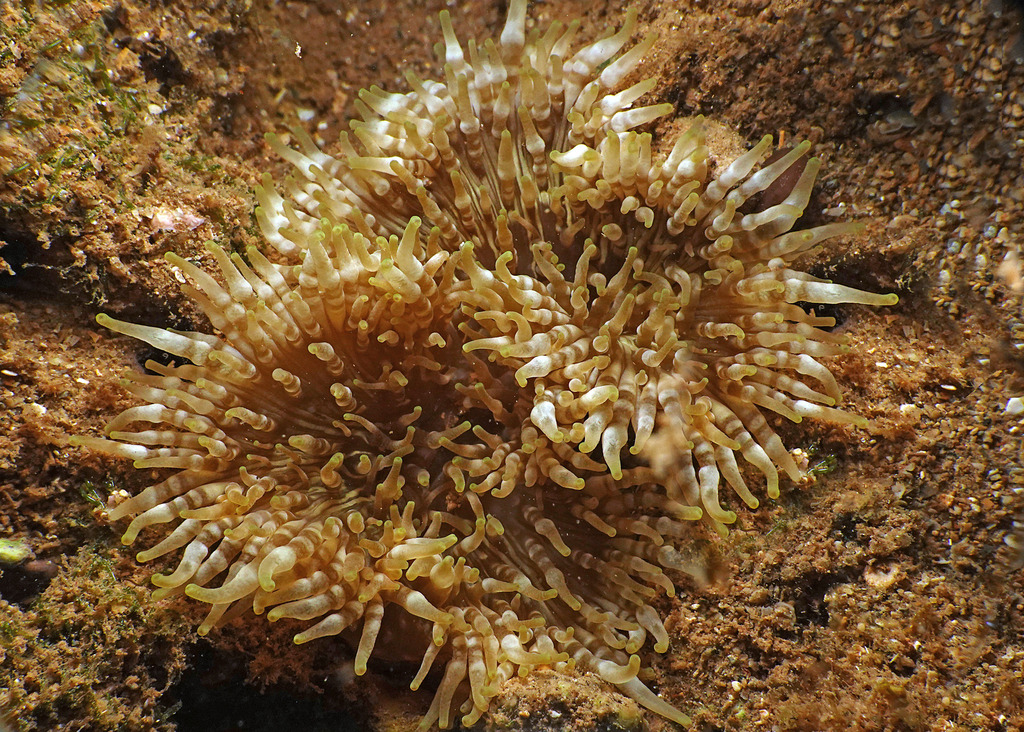 Sea Anemones from Learmonth, WA, Australia on January 23, 2023 at 08:40 ...