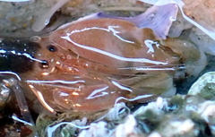 Alpheidae