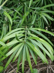 Podocarpus henkelii