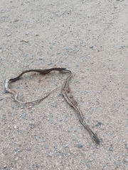 Philodryas psammophidea