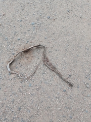 Philodryas psammophidea