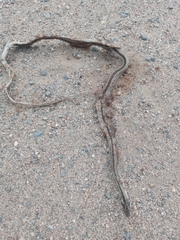 Philodryas psammophidea