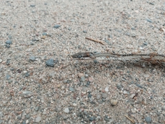 Philodryas psammophidea