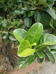 Viburnum odoratissimum