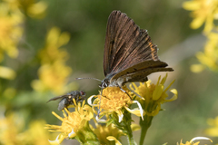 Lycaena hippothoe