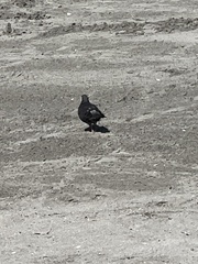 Columba livia domestica