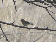 Ficedula