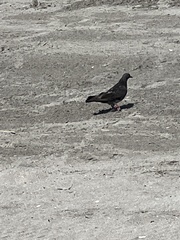 Columba livia domestica