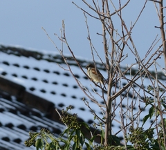 Passer domesticus