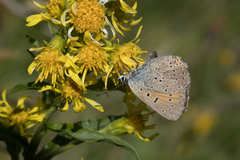 Lycaena hippothoe