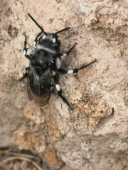 Melecta curvispina
