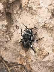 Melecta curvispina