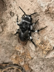 Melecta curvispina