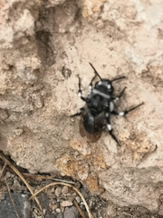Melecta curvispina