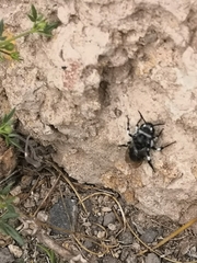 Melecta curvispina