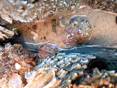 Alpheidae
