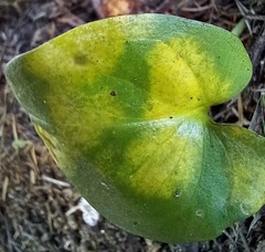 Phyllosiphon arisari