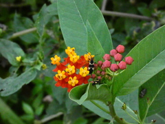 Oncopeltus sandarachatus