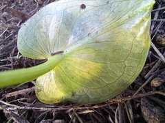 Phyllosiphon arisari