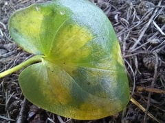 Phyllosiphon arisari