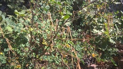 Hippocrepis emerus emeroides