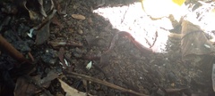 Amynthas gracilis