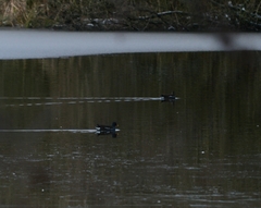 Gallinula chloropus