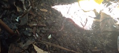 Amynthas gracilis