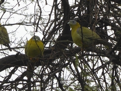 Treron phoenicopterus
