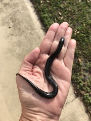 Amphiuma