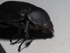 Xylotrupes