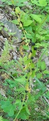 Cardamine bulbifera