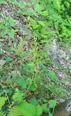Cardamine bulbifera