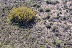 Quercus coccifera