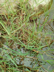 Paspalum distichum image