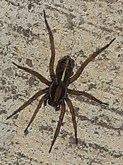 Artoriopsis