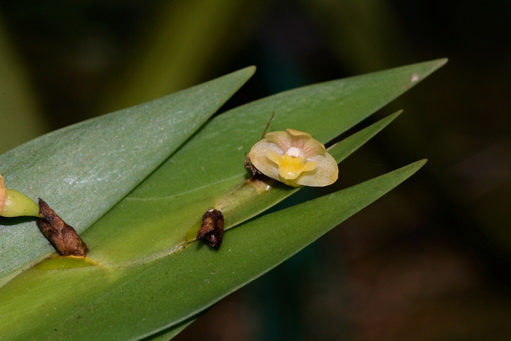 Dendrobium kiauense Ames & C.Schweinf. 2