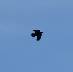 Corvus corone