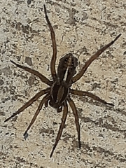Artoriopsis