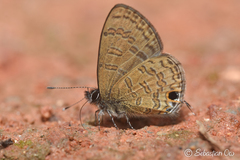 Prosotas nora superdates